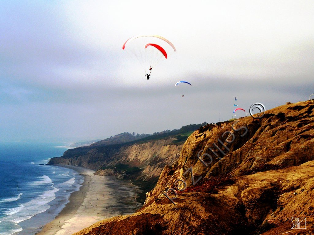 Try bird kinds from Torrey Pines